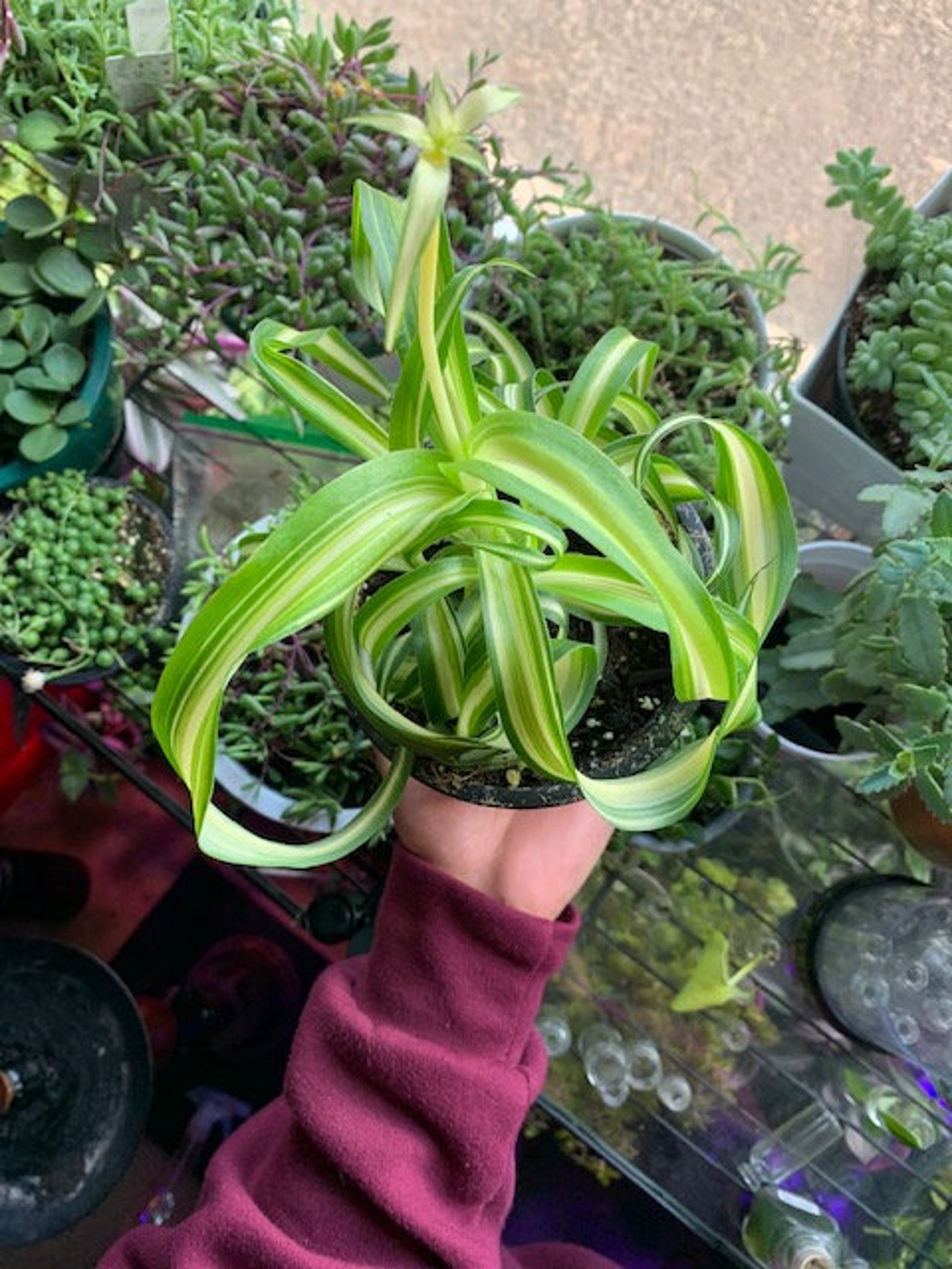 Bonnie Spider Plant Curly Spider Plant Etsy