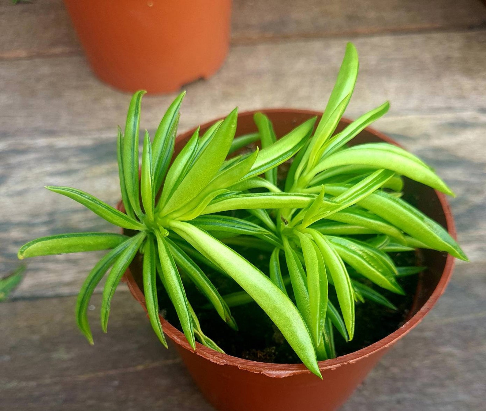 Pincushion Peperomia Etsy