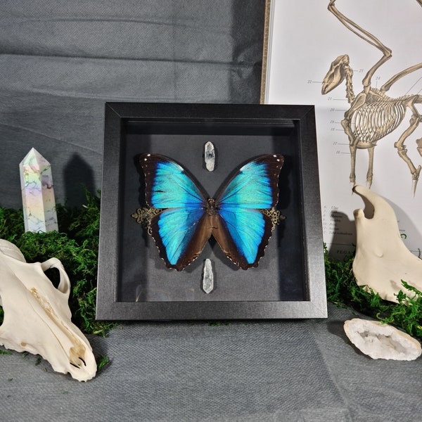 Mariposa enmarcada - Morpho deidamia annae, con cristales y adornos, bruja, rareza, godo