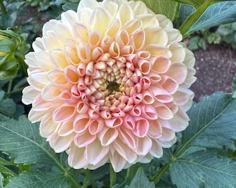 Linda's Baby Dahlia Tuber