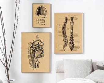 Vintage Anatomy Canvas Print: Retro Medical Muscular & Skeletal System Art