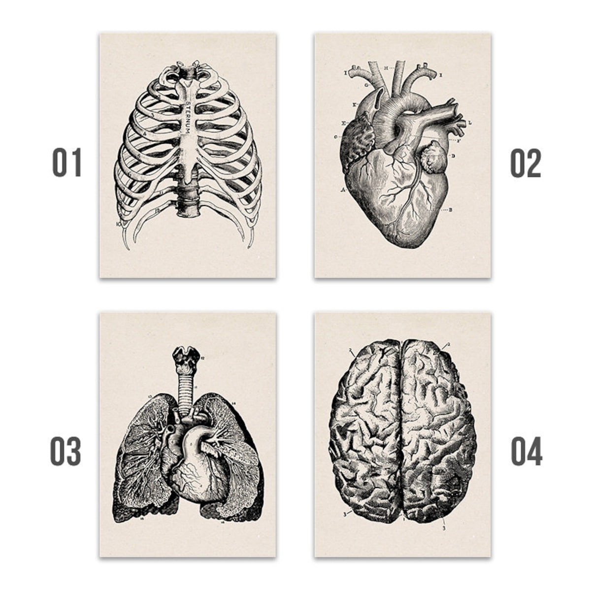 Human Anatomy Artwork | Medical Wall Pictures | Muscle Skeleton Vintage Posters | Canvas Art Prints | Education Paintings | Wall Decor