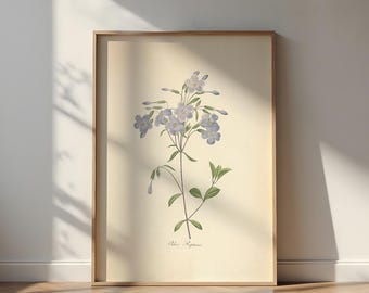 Vintage Phlox Stolonifera-print: botanische bloemenmuurkunst