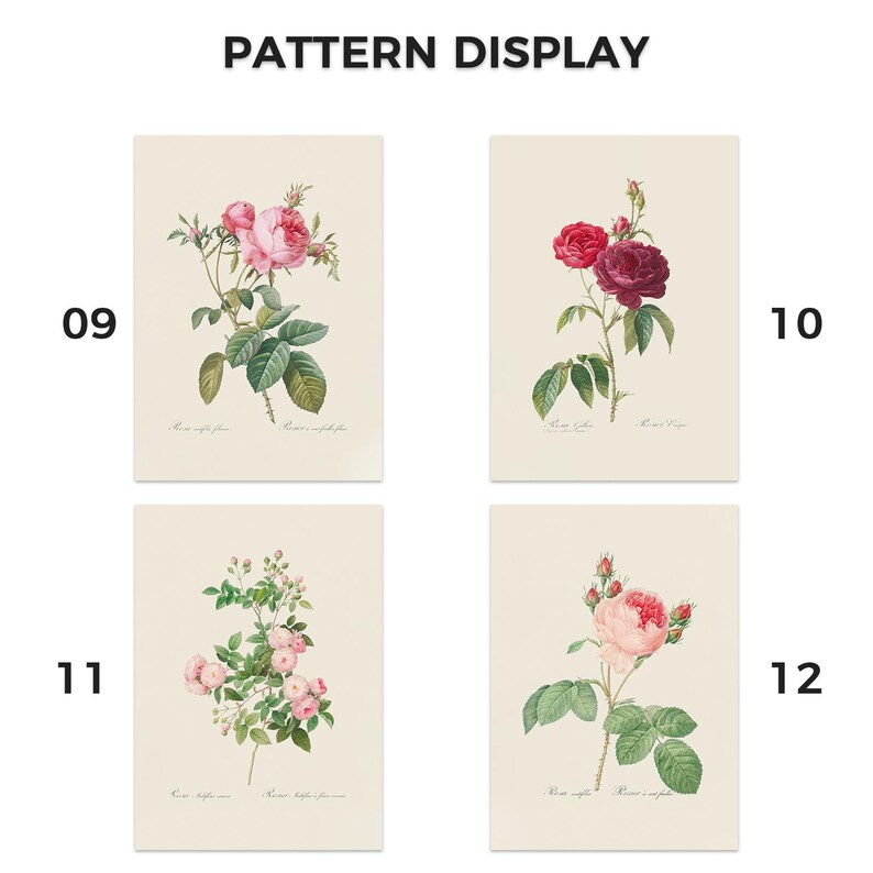 Pu&ograve; includere: Quattro stampe artistiche botaniche con illustrazioni dettagliate di rose. Le stampe presentano rose in tonalit&agrave; di rosa e rosso, con foglie verdi, su uno sfondo color crema. Il testo "PATTERN DISPLAY" &egrave; in alto.