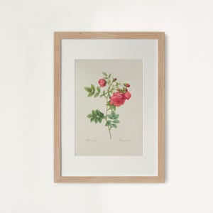 Pu&ograve; includere: Stampa botanica incorniciata con un'illustrazione dettagliata di una pianta di rose con fiori rossi e foglie verdi. L'opera d'arte &egrave; ambientata su uno sfondo neutro e incorniciata in una cornice di legno chiaro, adatta per l'arredamento.