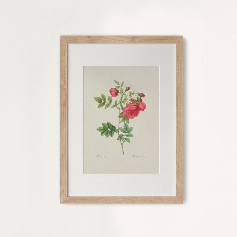 Pu&ograve; includere: Stampa botanica incorniciata con un'illustrazione dettagliata di una pianta di rose con fiori rossi e foglie verdi. L'opera d'arte &egrave; ambientata su uno sfondo neutro e incorniciata in una cornice di legno chiaro, adatta per l'arredamento.