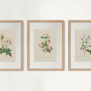 Pu&ograve; includere: Tre stampe botaniche incorniciate con illustrazioni dettagliate di rose. Le stampe presentano varie variet&agrave; di rose con fiori bianchi, rosa e gialli e fogliame verde. Ogni stampa &egrave; incorniciata in una cornice di legno marrone chiaro.