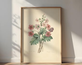 Vintage print Primula Sinensis: canvas muurkunst met retro bloemen