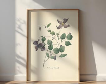 Vintage print clematis viticella: Franse botanische kunst