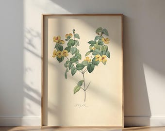 Vintage botanische bloemenprint: platylobium formosum canvas poster