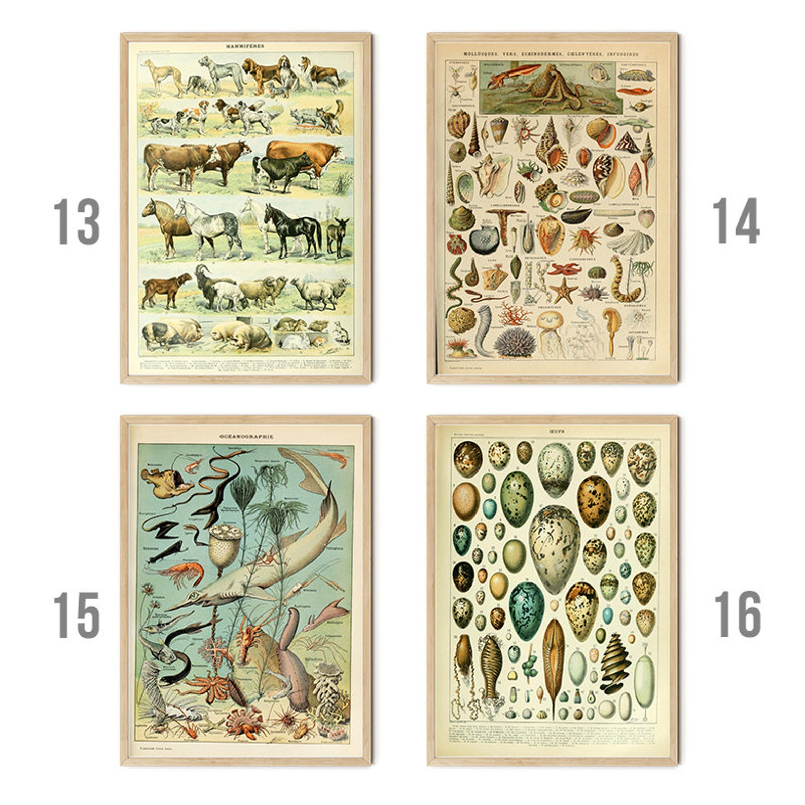 Vintage Wall Posters Animals and Insects Wall Pictures - Etsy
