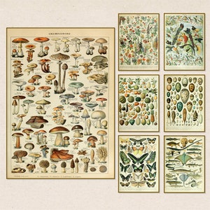 Vintage Poster | Tiere und Insekten Wandbilder | Pilze Leinwand Gemälde | Pilze Wandkunst | Paläobios Wanddekor