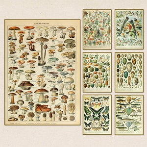 Poster da parete vintage / Quadri da parete con animali e insetti / Quadri su tela con funghi / Stampe da parete con funghi / Decorazioni da parete Palaeobios