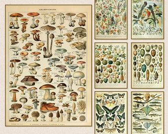 Vintage Wall Posters | Animals And Insects Wall Pictures | Mushrooms Canvas Paintings |  Fungi Wall Art Prints | Palaeobios Wall Decor