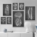 Human Anatomy Artworks | Medical Wall Pictures | Muscle Skeleton Vintage Posters | Canvas Art Prints | Education Paintings | Wall Decor
