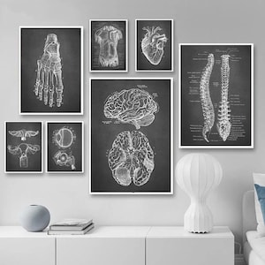 Oeuvres d'art d'anatomie humaine | Images murales médicales | Posters vintage de squelette musculaire | Impressions artistiques sur toile | Peintures éducatives | Décoration murale