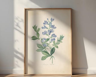 Botanische print Baptisia Australis: vintage Franse landelijke muurkunst