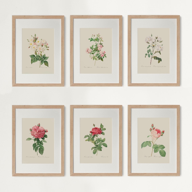 Pu&ograve; includere: Sei stampe botaniche incorniciate con illustrazioni dettagliate di rose in varie fasi di fioritura. Le rose mostrano sfumature di rosa, rosso e bianco, con foglie verdi su uno sfondo color crema. Le cornici sono in legno chiaro.