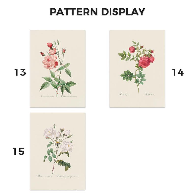 Pu&ograve; includere: Tre stampe d'arte botanica con illustrazioni di rose. Le stampe mostrano diverse variet&agrave; di rose in tonalit&agrave; di rosa, rosso e bianco, con fogliame verde. Il testo "PATTERN DISPLAY" &egrave; in alto.