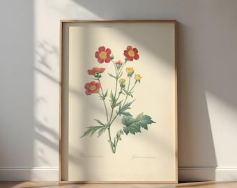 Vintage print van geum coccineum: Franse botanische poster