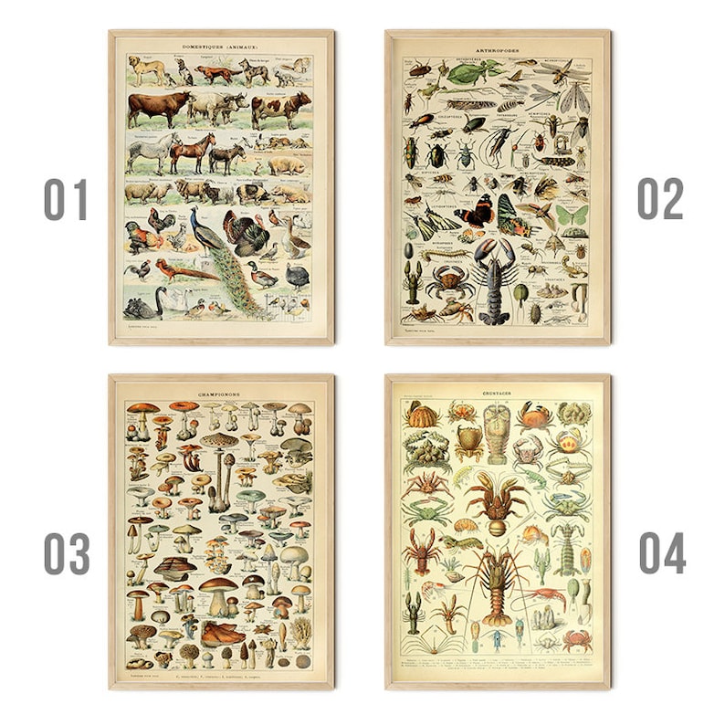 Vintage Wall Posters Animals and Insects Wall Pictures - Etsy