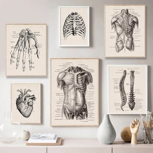 Human Anatomy Artwork | Medical Wall Pictures | Muscle Skeleton Vintage Posters | Canvas Art Prints | Education Paintings | Wall Decor