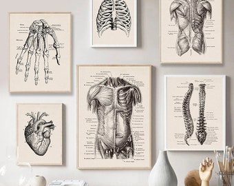 Menschliche Anatomie Kunstwerk | Medizinische Wandbilder | Muskel Skelett Vintage Poster | Leinwand Kunstdrucke | Bildung Gemälde | Wanddeko