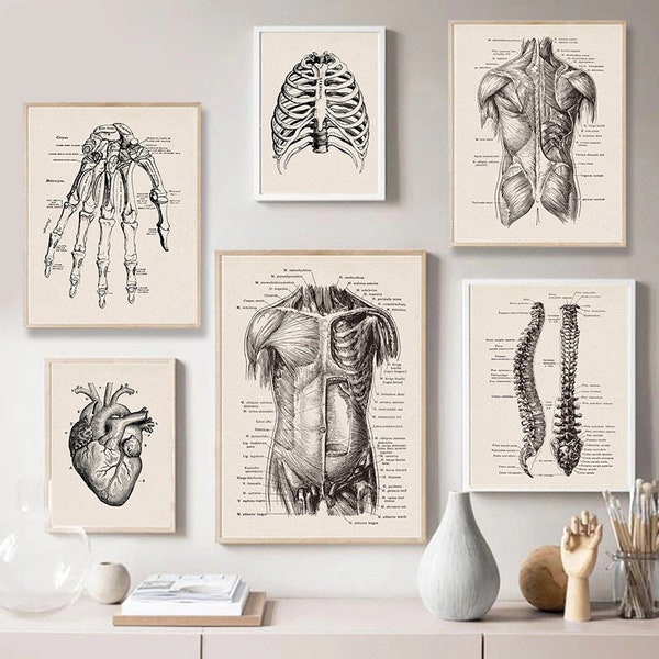 Oeuvre d'art d'anatomie humaine | Images murales médicales | Posters vintage de squelette musculaire | Impressions artistiques sur toile | Peintures éducatives | Décoration murale