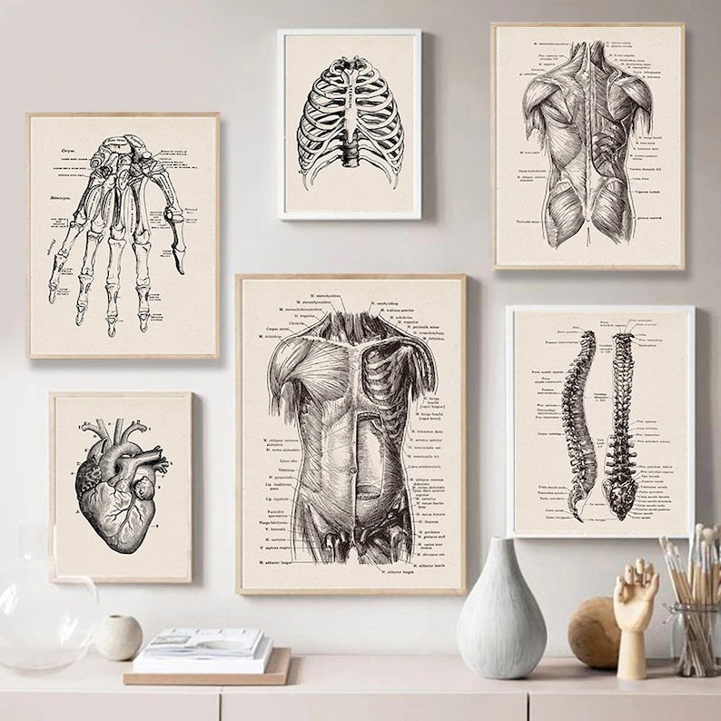 Oeuvre d'art d'anatomie humaine Images murales médicales Posters vintage de squelette musculaire Impressions artistiques sur toile Peintures éducatives Décoration murale image 1