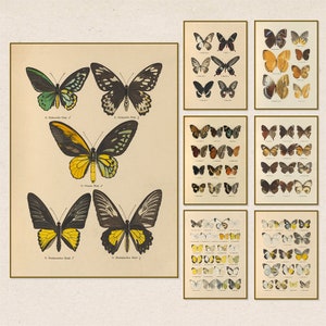 Vintage Schmetterling Wandbild - Antique World Schmetterling Poster auf Leinwand, Retro botanische Dekoration