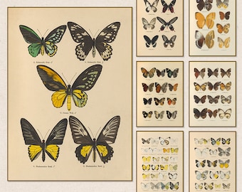 Vintage Butterfly Canvas Print: Antique Botanical Wall Art