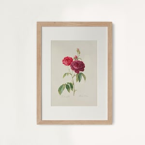 Pu&ograve; includere: Stampa botanica incorniciata con un'illustrazione dettagliata di rose rosse e bordeaux con foglie verdi. L'opera d'arte &egrave; ambientata su uno sfondo neutro e incorniciata in una cornice di legno chiaro, ideale per l'arredamento della casa.