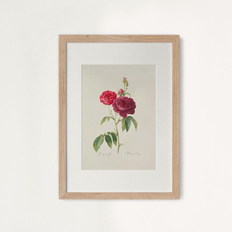 Pu&ograve; includere: Stampa botanica incorniciata con un'illustrazione dettagliata di rose rosse e bordeaux con foglie verdi. L'opera d'arte &egrave; ambientata su uno sfondo neutro e incorniciata in una cornice di legno chiaro, ideale per l'arredamento della casa.