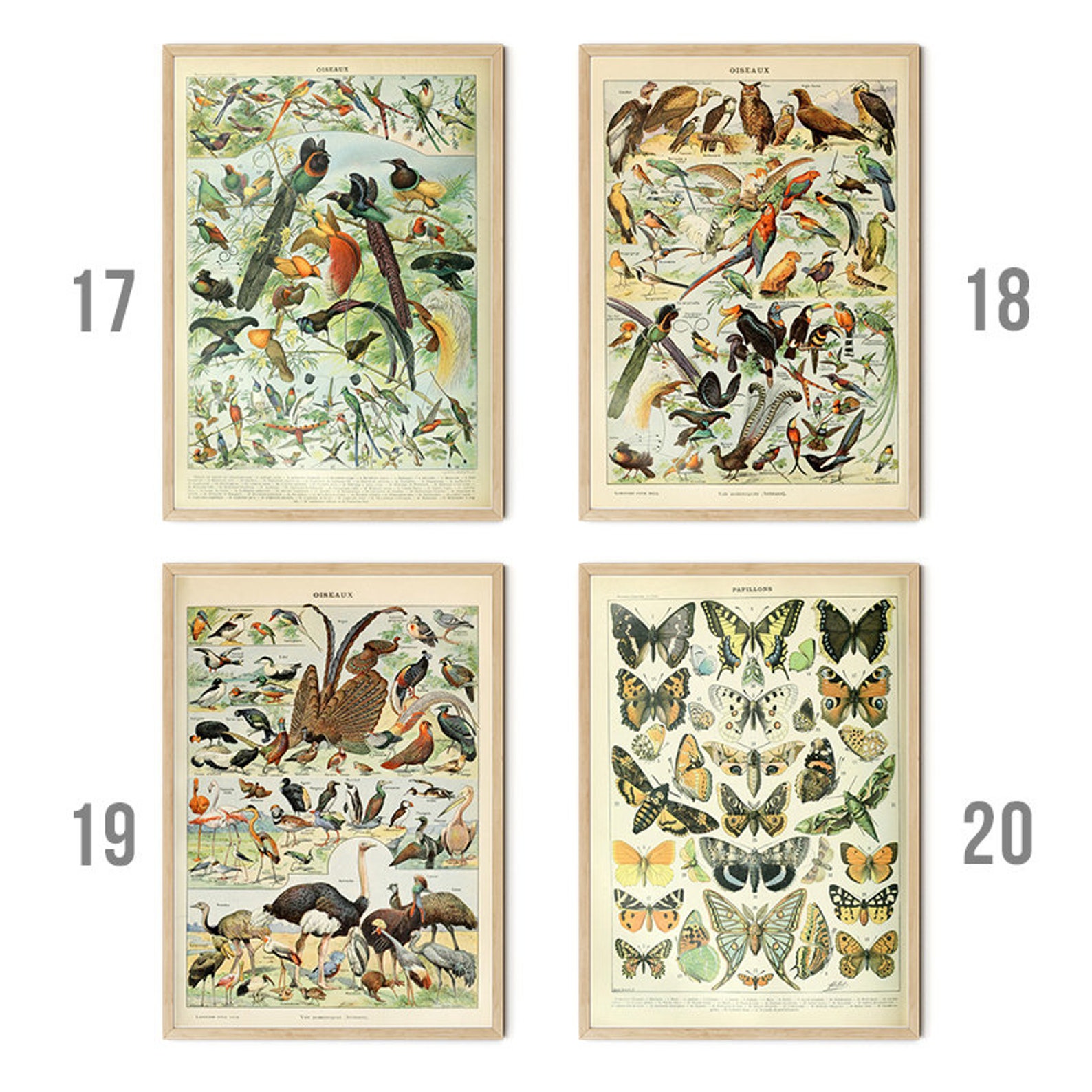 Vintage Wall Posters Animals and Insects Wall Pictures - Etsy