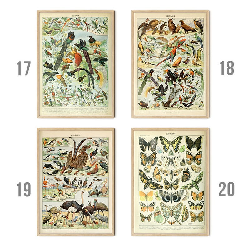 Op de afbeelding: Vier vintage illustraties van vogels en vlinders. De afbeelding linksboven toont een verscheidenheid aan vogels met kleurrijk verenkleed. De afbeelding rechtsboven toont een verscheidenheid aan vogels met kleurrijk verenkleed. De afbeelding linksonder toont een verscheidenheid aan vogels met kleurrijk verenkleed. De afbeelding rechtsonder toont een verscheidenheid aan vlinders met kleurrijke vleugels.