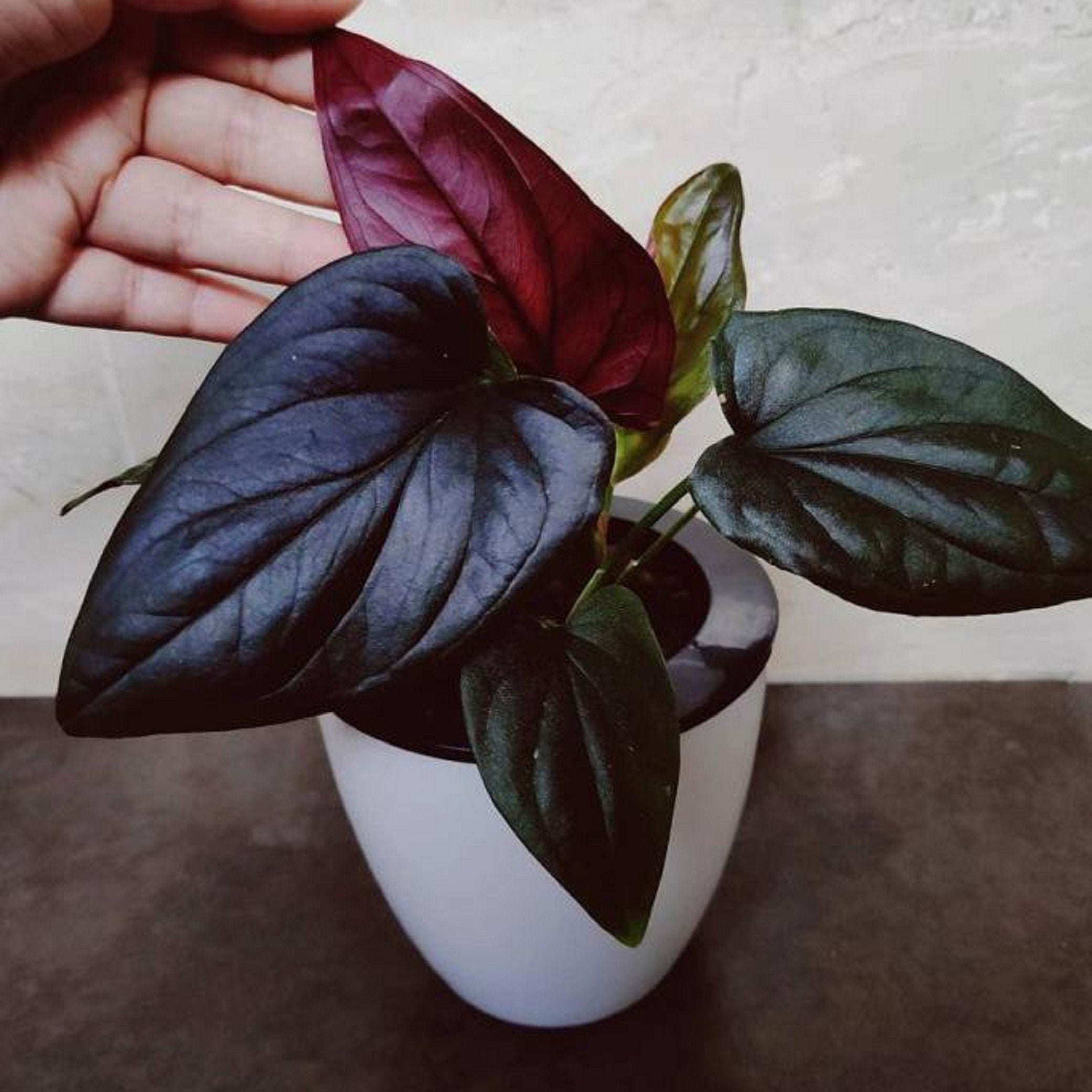 Эритрофиллум ред арроу. Сингониум ред эрроу. Сингониум ред эрроу. Сингониум ред эрроу. Сингониум erythrophyllum red arrow.