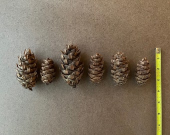 Douglas Fir Pine Cones - Craft supplies, holiday or natural decor, florist crafts, raw material, rustic, Christmas wreaths or centerpiece