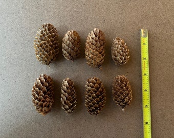 Rare Spruce Pine Cones - Craft supplies, holiday or natural decor, florist crafts, raw material, rustic, Christmas wreaths or centerpiece