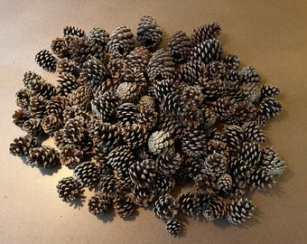 Natural Pine Cones - holiday or natural decor, florist crafts, raw material, rustic, Christmas wreaths or centerpiece