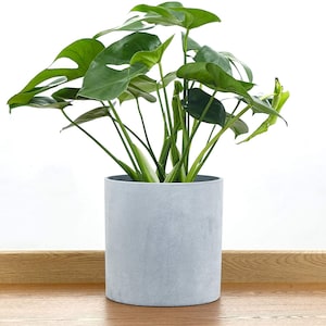 Może przedstawiać: Zielona roślina Monstera w jasnoszarym ceramicznym doniczce. Roślina stoi na drewnianej powierzchni.