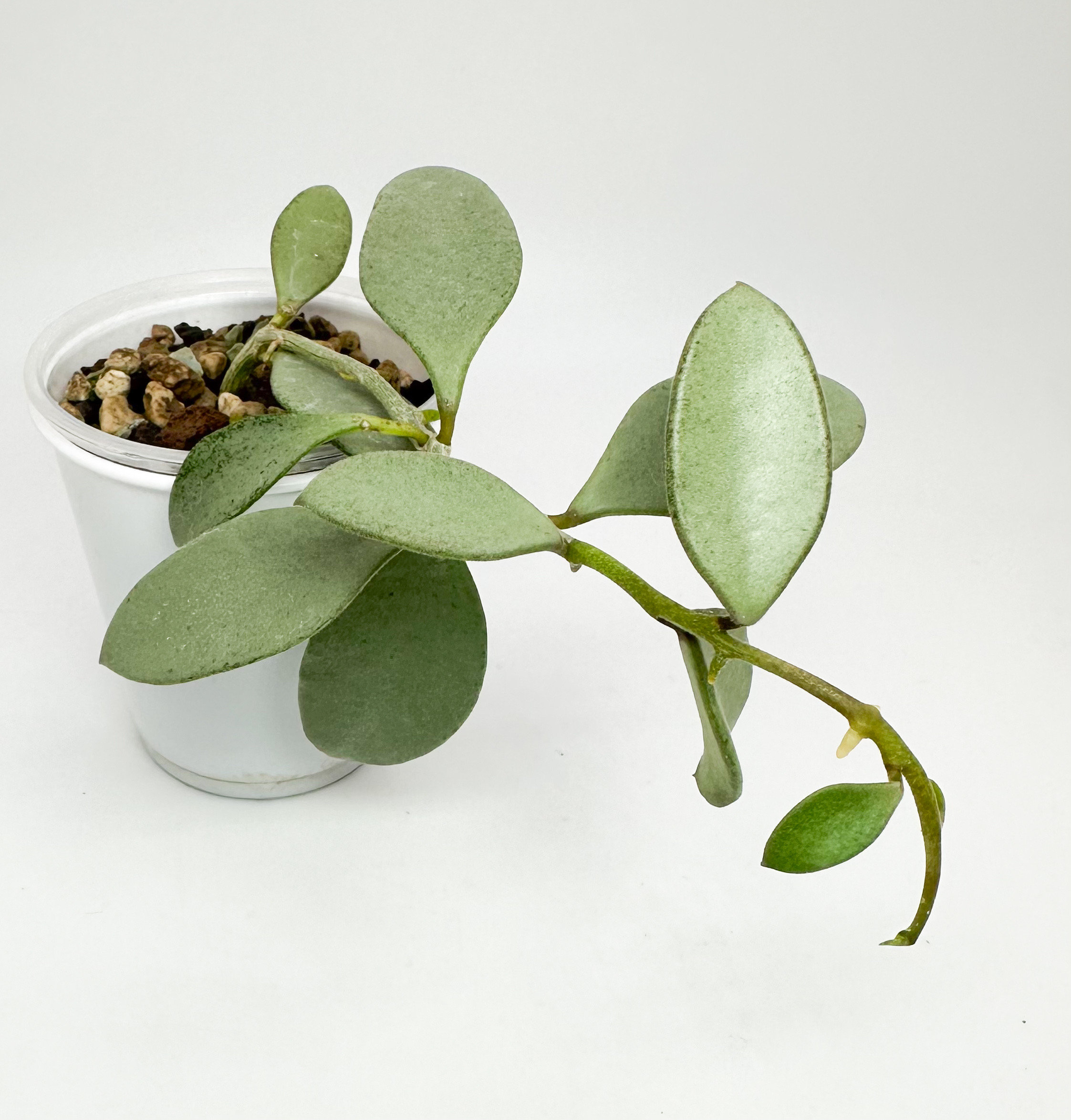 US Seller - Hoya Nummularioides Silver - Etsy