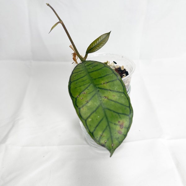 US Seller - Hoya sp. Gunung gading