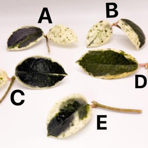 Hoya Madara Snow Angel - Etsy