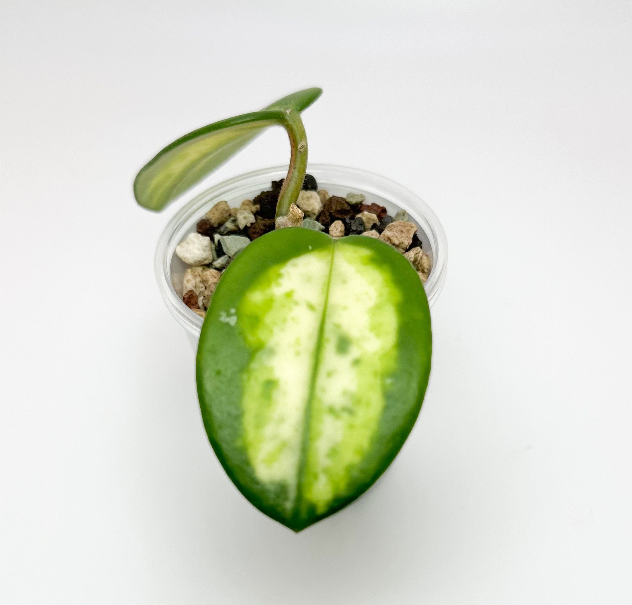Bora | Hoya carnosa 'Madara Green Edge' Must be carnosa