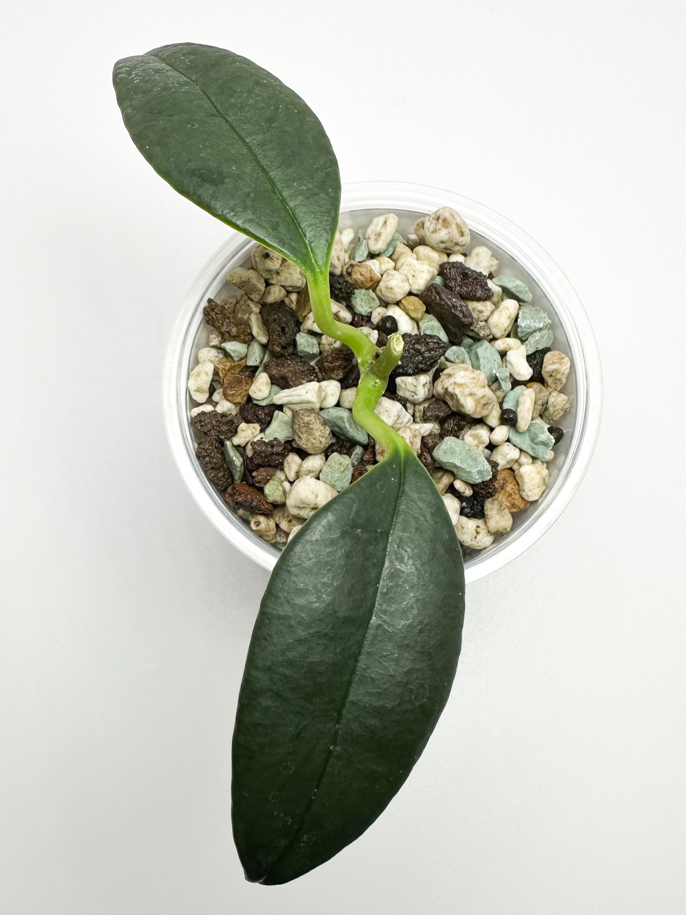 US Seller - Hoya Nyhuusiae - Etsy US Seller - Hoya Nyhuusiae - Etsy