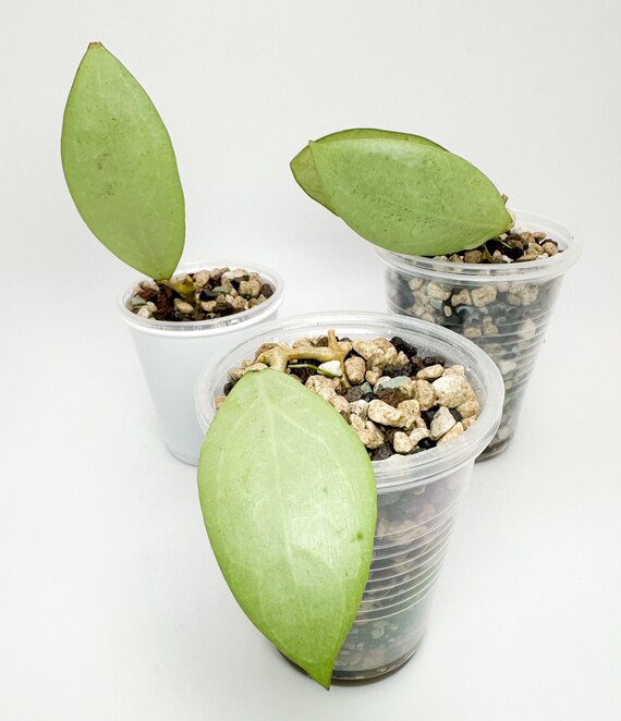 Hoya erythrostemma - World of Succulents