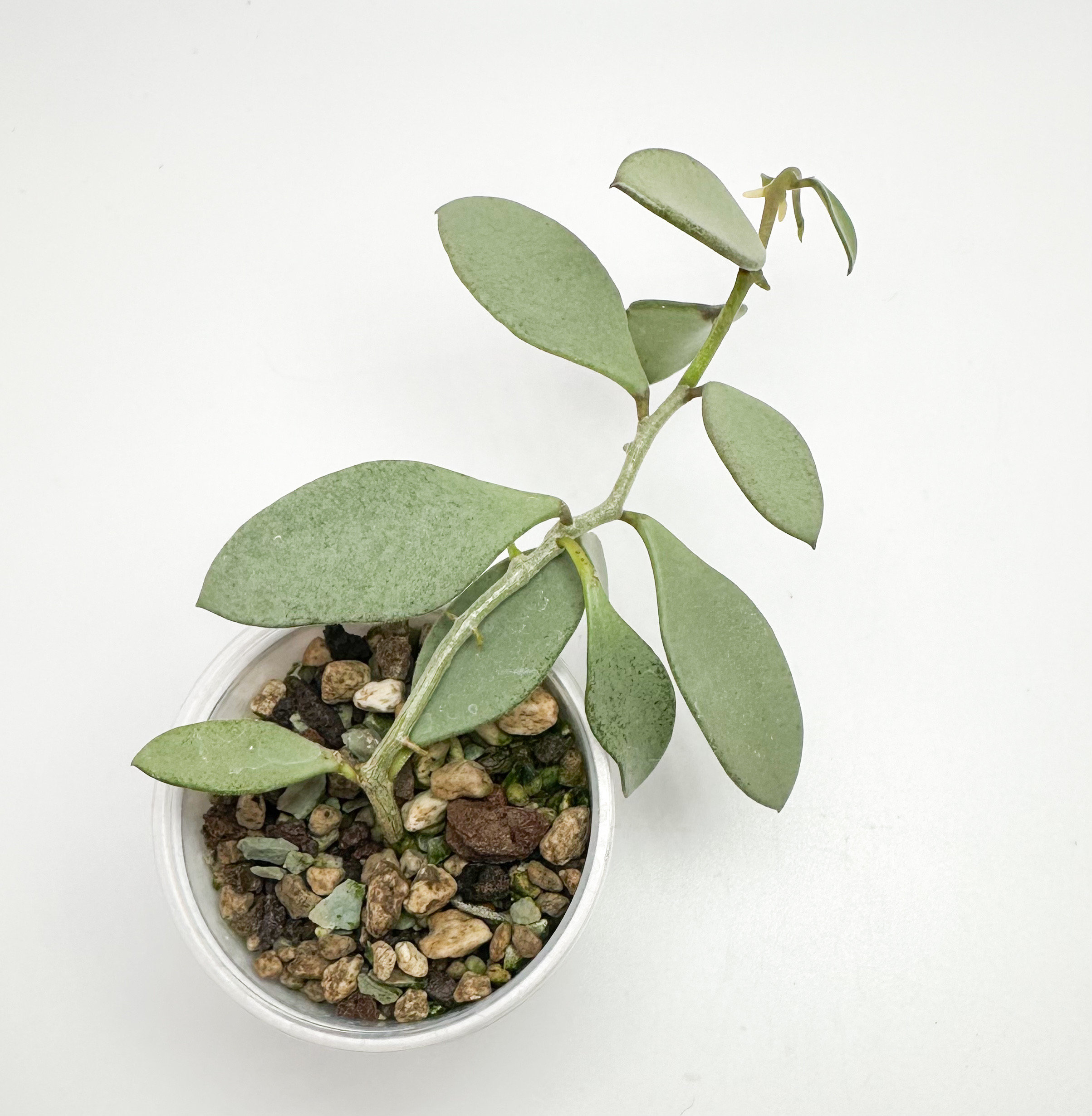 US Seller Hoya Nummularioides Silver - Etsy