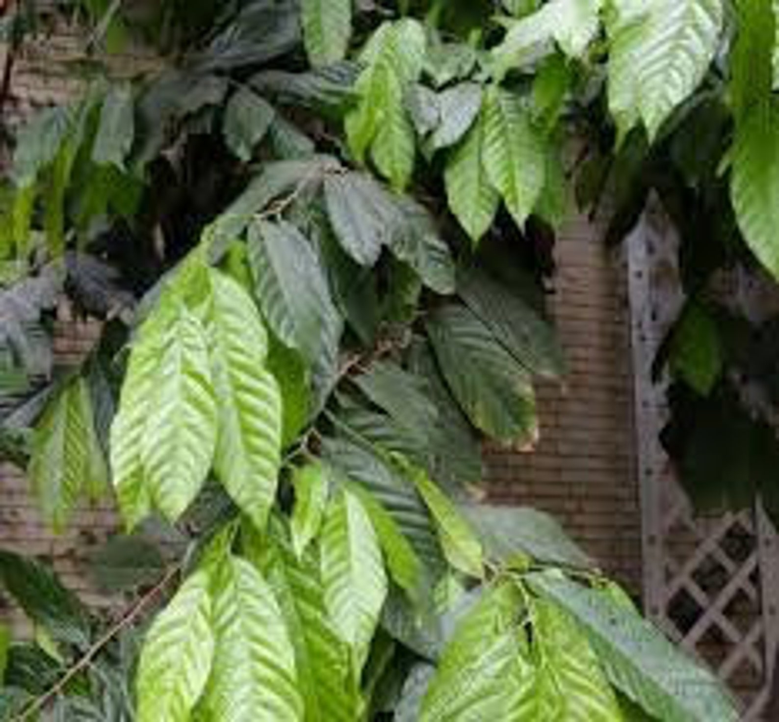 120 Dried Cocoa Leaves. Theobroma Cacao Leaves. Etsy UK