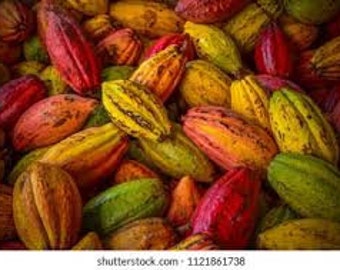 One pod of Cocoa/ Theobroma Cacao/