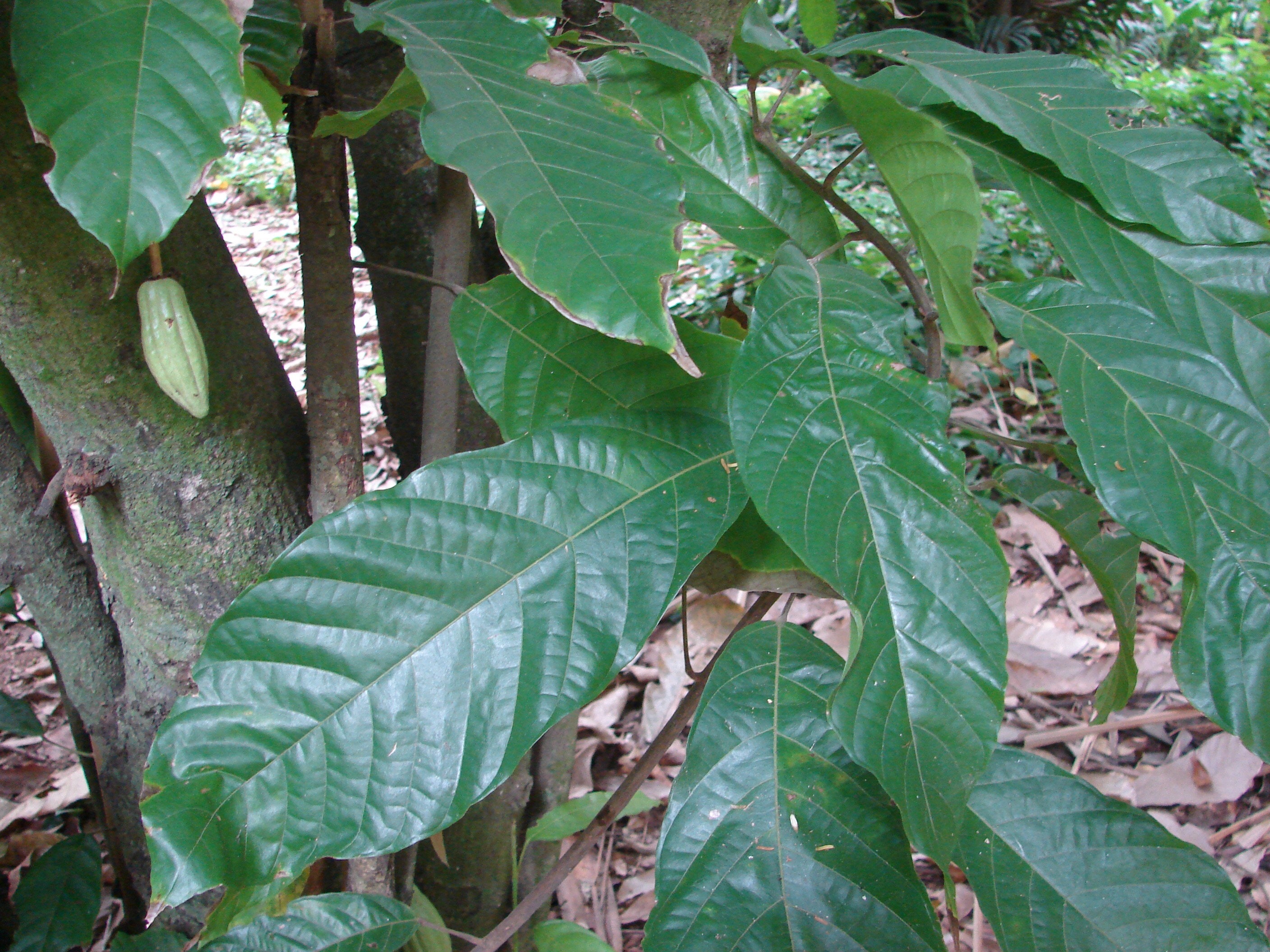 120 Dried Cocoa Leaves. Theobroma Cacao Leaves. Etsy UK